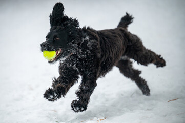 Black English Cocker running in the snow with a ball