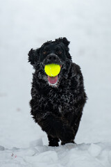 black English Cocker Spaniel running with a ball.