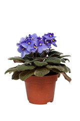 Violet Uzambar, senpolia growing in a pot. Isolated on a white background