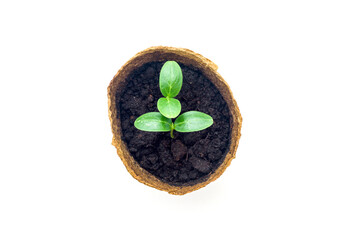 Top or side view of a young plant in a pot on a white background. Cucumber seedling. High quality...