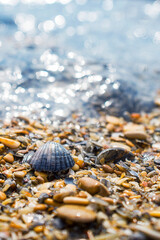 Two shells on a blurry background of many small shells. Selective focus on sea-shells. Background wallpaper design. Photos of seashells in pastel colors. Vertical photo