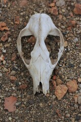 An old skull of an animal laying in the desert.