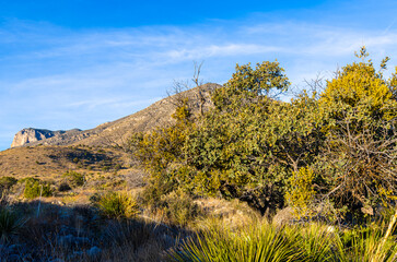 The Foothills of The Guadalupe Mountains With El Capitan in the Distance at Pine Springs, Guadalupe Mountains, National Park, Texas, USA