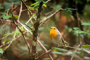 Robin, Bellmunt, St Pere de Torellò