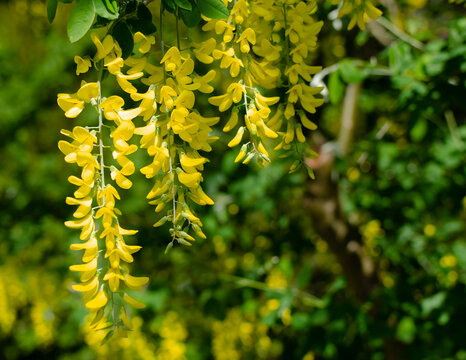 Branch of spring yellow flowers of the Caragana (Siberian peashrub or Siberian pea-tree) on the background
