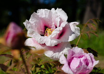 Close up of a large beautiful summer pink and white flower and leaves of the tree peony (Paeonia suffruticosa) native to China