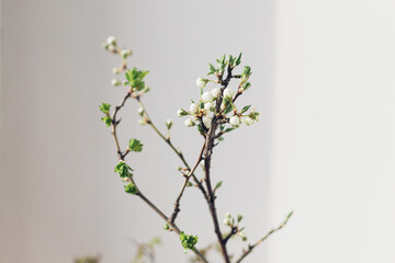 Blooming cherry branch in sunny light against white wall. Spring flowers in vase. Simple countryside living, home rustic decor. Space for text. Hello spring