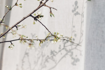 Blooming cherry branch in sunny light against tulle at window. Spring flowers in vase. Simple countryside living, home rustic decor. Space for text. Hello spring