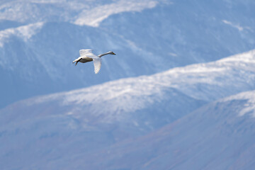 Whooper Swan, Southern Iceland