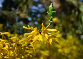 Close up of a branch of spring yellow flowers of the Forsythia (border forsythia) on the background