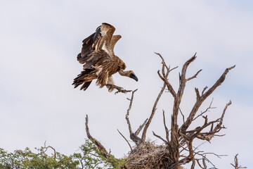 White backed Vulture landing to nest in Kgalagadi transfrontier park, South Africa; Specie Gyps africanus family of Accipitridae