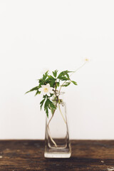 Blooming anemone on rustic wood background against white wall. Spring flowers in glass vase still life. Simple countryside living, home decor. Wood anemones. Space for text