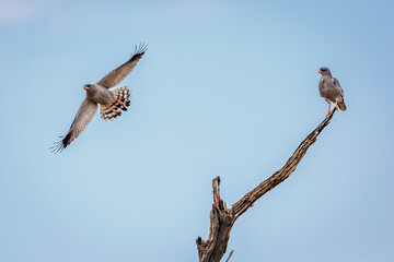 Pale Chanting-Goshawk couple isolated in blue sky in Kgalagadi transfrontier park, South Africa; specie Melierax canorus family of Accipitridae