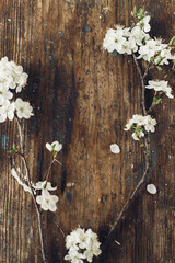Spring rustic flat lay. Blooming cherry branch on rustic wooden background. Spring flowers rural wallpaper. Simple countryside living. Hello spring. Space for text