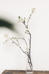 Blooming cherry branch on rustic wooden background against white wall. Spring flowers in minimal glass vase still life. Simple countryside living, home decor. Space for text