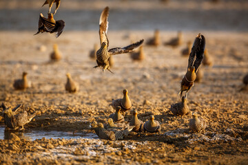 Namaqua sandgrouse flock in flight front view in Kgalagadi transfrontier park, South Africa; specie Pterocles namaqua family of Pteroclidae