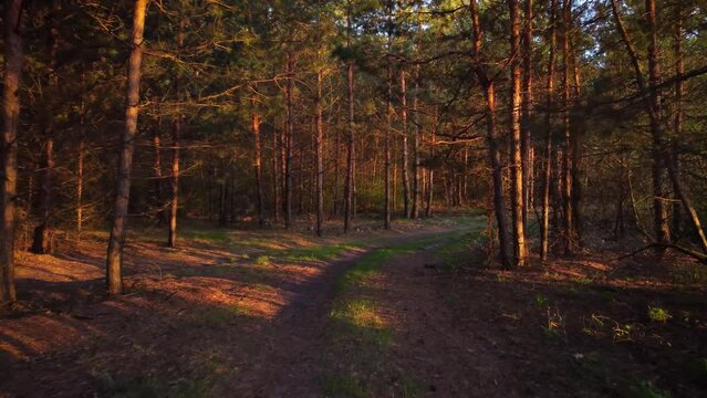 Video from inside pine forest at sunset. Drone footage of flying through forest along road with last warm sun rays coming through the branches
