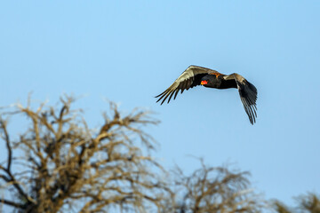 Bateleur Eagle in flight isolated in blue sky in Kgalagadi transfrontier park, South Africa ; Specie Terathopius ecaudatus family of Accipitridae
