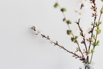 Blooming cherry branch on rustic background against white wall. Spring flowers in glass vase still life. Simple countryside living, home decor. Space for text