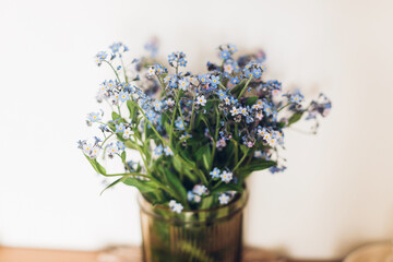 Beautiful blue spring little flowers on rustic background in room. Delicate myosotis petals, forget me not. Simple countryside living, home decor