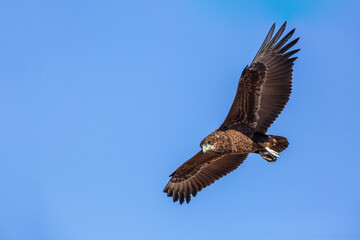 Bateleur Eagle juvenile in flight isolated in blue sky çin Kgalagadi transfrontier park, South Africa ; Specie Terathopius ecaudatus family of Accipitridae