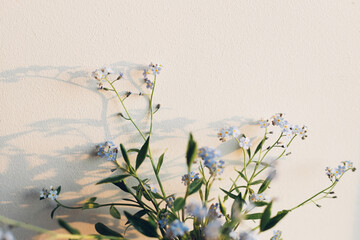Beautiful little blue flowers in warm sunlight against white wall. Delicate myosotis petals, forget...