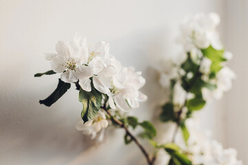 Blooming apple branch in evening sunlight against white wall. Delicate flowers close up in warm sunshine, atmospheric image. Spring still life. Simple countryside living, home decor