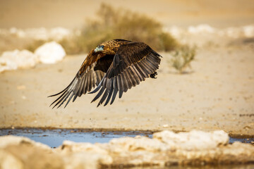 Bateleur Eagle juvenile flying over waterhole in Kgalagadi transfrontier park, South Africa ; Specie Terathopius ecaudatus family of Accipitridae