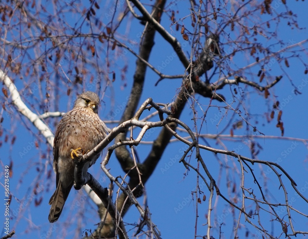 Canvas Prints red tailed hawk