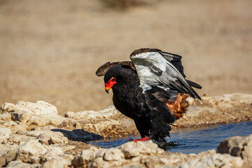 Bateleur Eagle jumping in water spread wings in Kgalagadi transfrontier park, South Africa ; Specie Terathopius ecaudatus family of Accipitridae