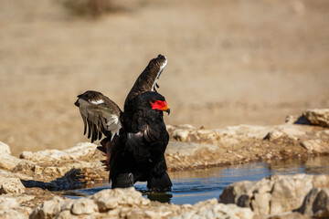 Bateleur Eagle jumping in water spread wings in Kgalagadi transfrontier park, South Africa ; Specie Terathopius ecaudatus family of Accipitridae