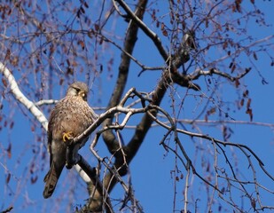red tailed hawk