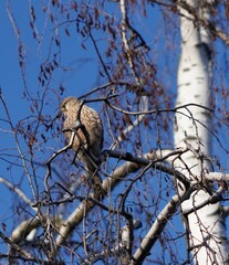 bird on a branch