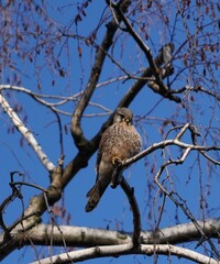 red tailed hawk