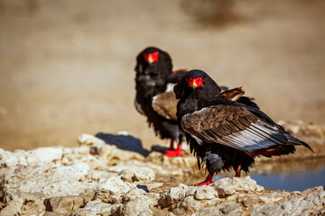 Two Bateleur Eagle standing at waterhole in Kgalagadi transfrontier park, South Africa ; Specie Terathopius ecaudatus family of Accipitridae