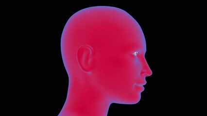Female anatomy Human Face 3D Rendering