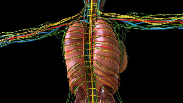 human lungs with trachea anatomy for medical concept 3D rendering