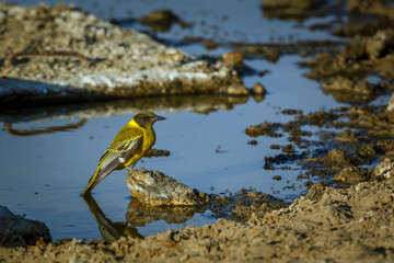 African Black headed Oriole standing on a rock at waterhole in Kgalagadi transfrontier park, South Africa; Specie Oriolus larvatus family of Oriolidae