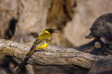 African Black headed Oriole juvenile with prey insect in Kgalagadi transfrontier park, South Africa; Specie Oriolus larvatus family of Oriolidae