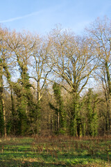 Obraz premium Enghien, Belgium - January 17, 2023 : beautiful view of Enghien park