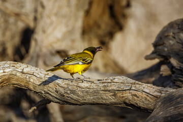African Black headed Oriole juvenile with prey insect in Kgalagadi transfrontier park, South Africa; Specie Oriolus larvatus family of Oriolidae