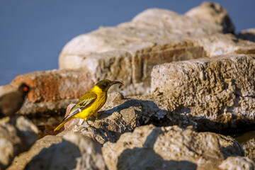 African Black headed Oriole juvenile with prey insect in Kgalagadi transfrontier park, South...