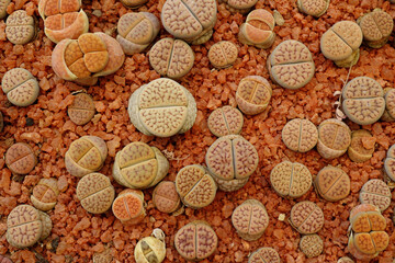 Living stones or Lithops succulent plant from Africa