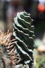 Naklejka na ściany i meble Beautiful cactus plant (Cereus forbesii spiralis) in Tropical garden 