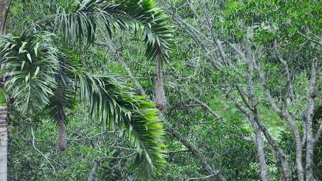 Psarocolius decumanus, cacique crestado, orop&eacute;ndola crestada, conoto yap&uacute;, conoto negro hanging nest on a palm tree, birds leaving nest