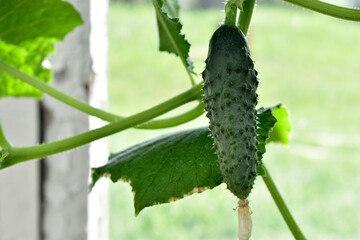 A green cucumber fruit on a branch in a greenhouse in summer. Green cucumber. Growing cucumbers.