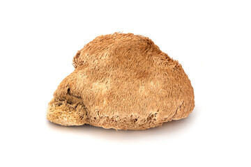 Lion's mane mushroom