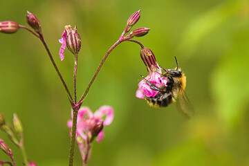 Pszczoła zbierająca miód