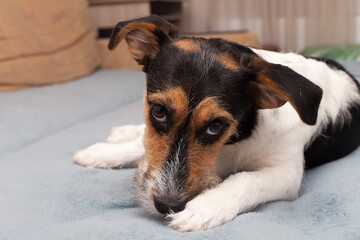 a jack russel mixed breed dog lying in studio against light background.