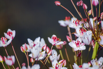 Fototapeta premium flowers in the garden
